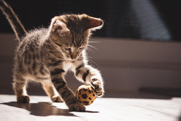 Are Crochet Toys Safe for Cats?