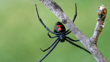 What Does a Black Widow Spider Look Like?
