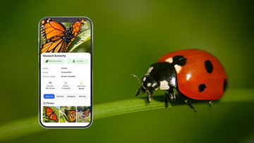 Top 8 Free Bug Identifier Apps in 2026