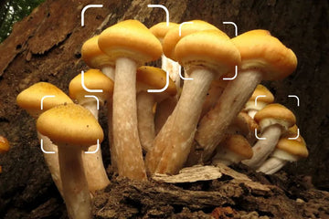 Top 6 Free Mushroom Identifier in 2026