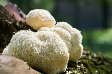 lion's mane mushroom Identification: Edible or Poisonous
